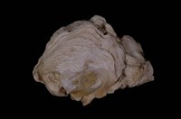 藏品(日本石咸蛤)的圖片